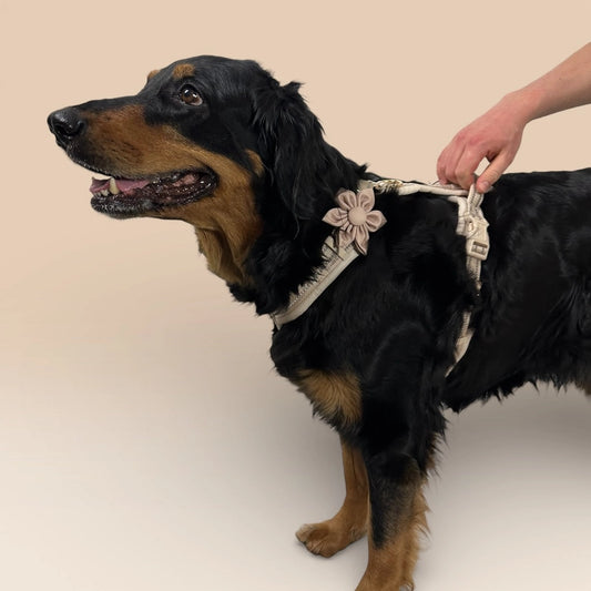 Hund mit beigem Geschirr und Rückengriff