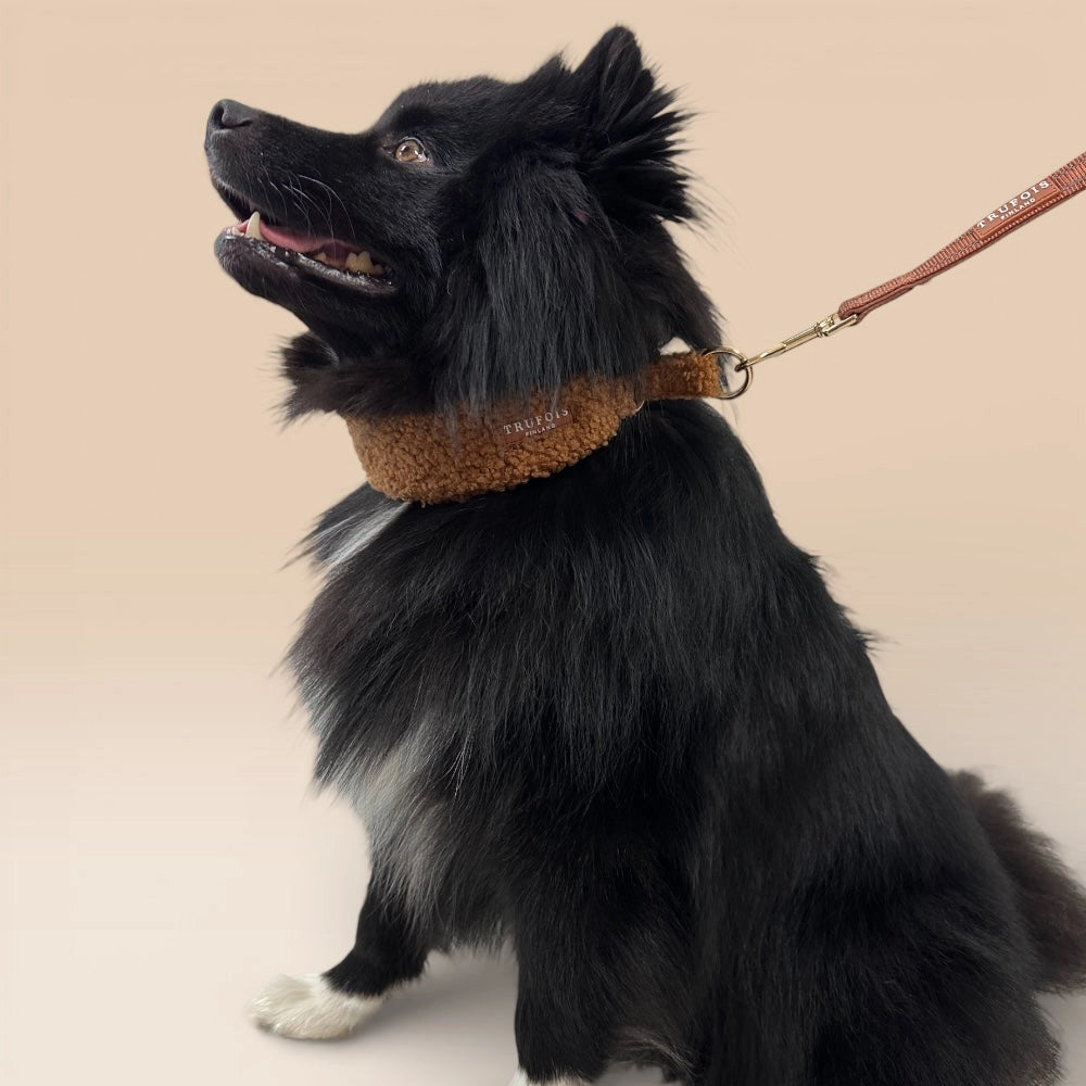 Schwarzer Hund mit Schokolade Teddy-Halsband und Leine