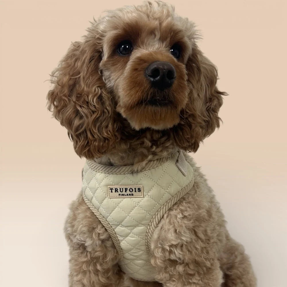 Hund mit Lite-Geschirr Latte Beige Frontansicht