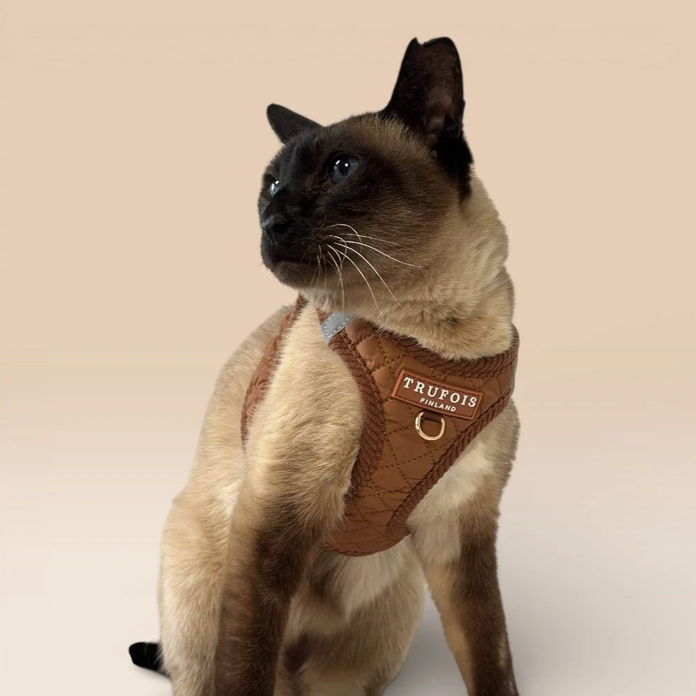 Siamkatze mit Step-In-Geschirr Macchiato Braun