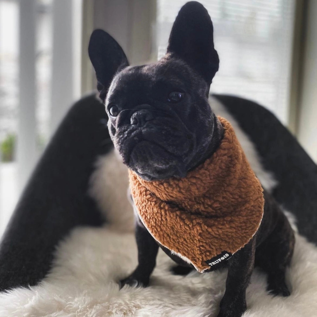 Velupo Teddy dog bandana – Brown