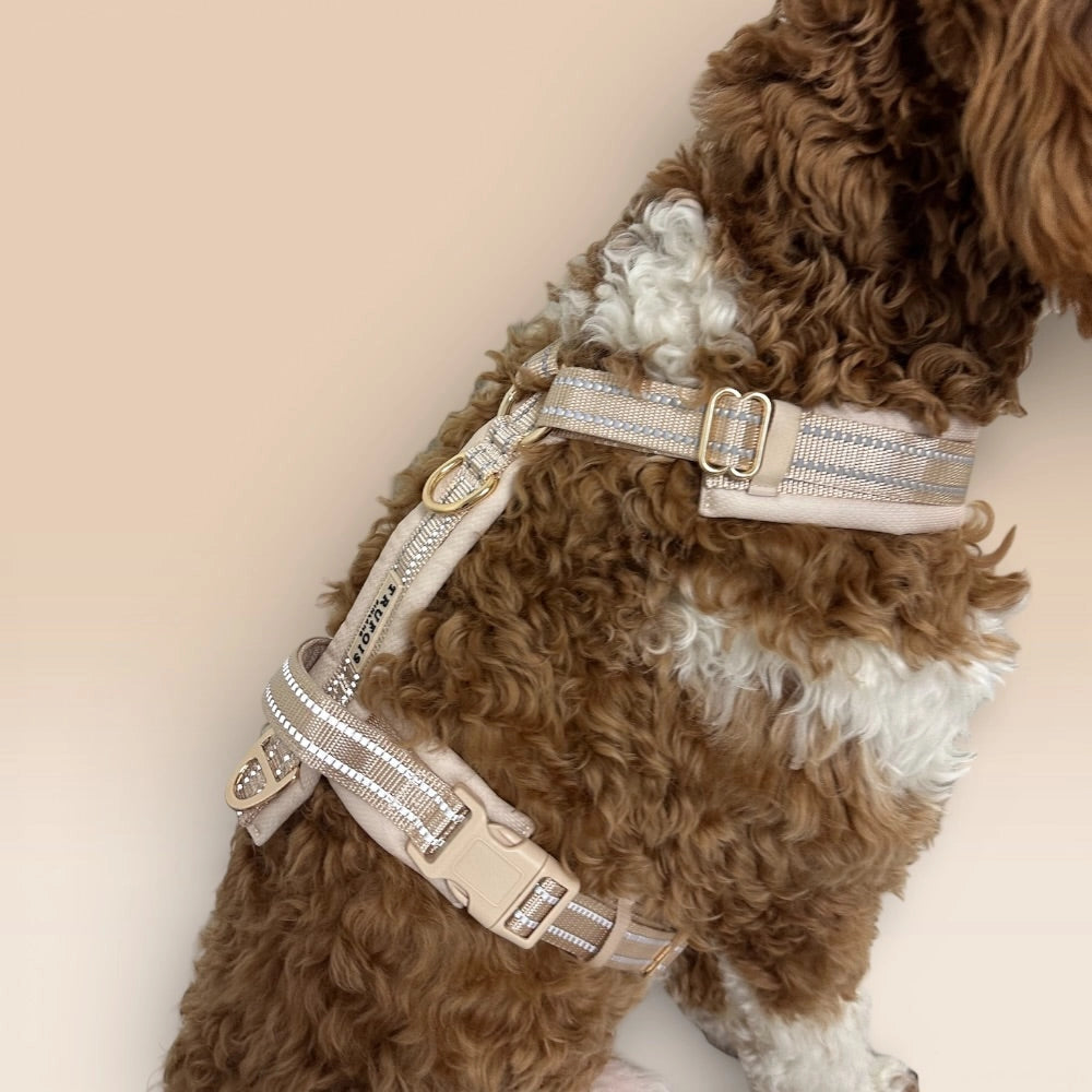 Detailansicht bequemes beiges Hundegeschirr am Hund
