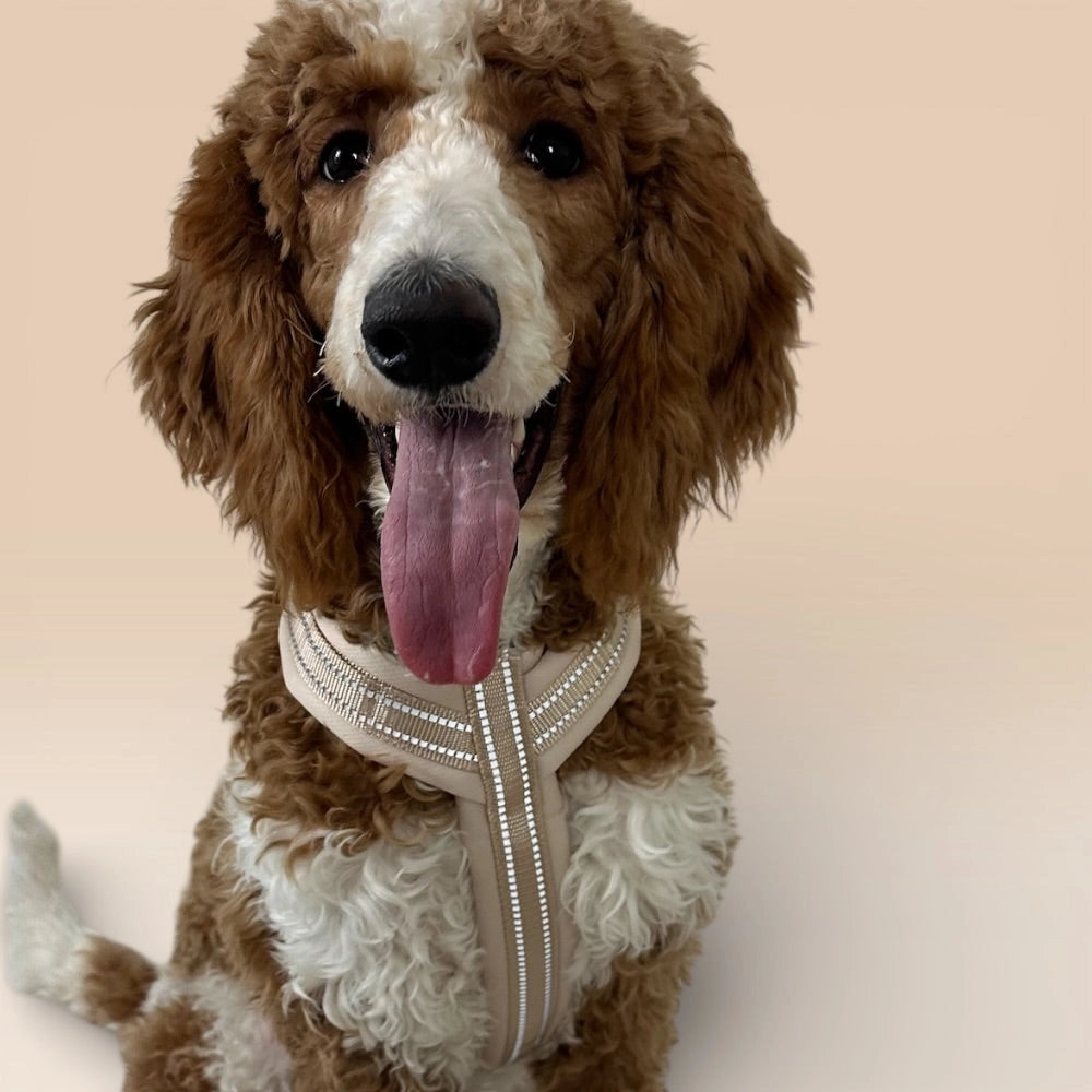 Hund mit beigem Y-Geschirr Nahaufnahme