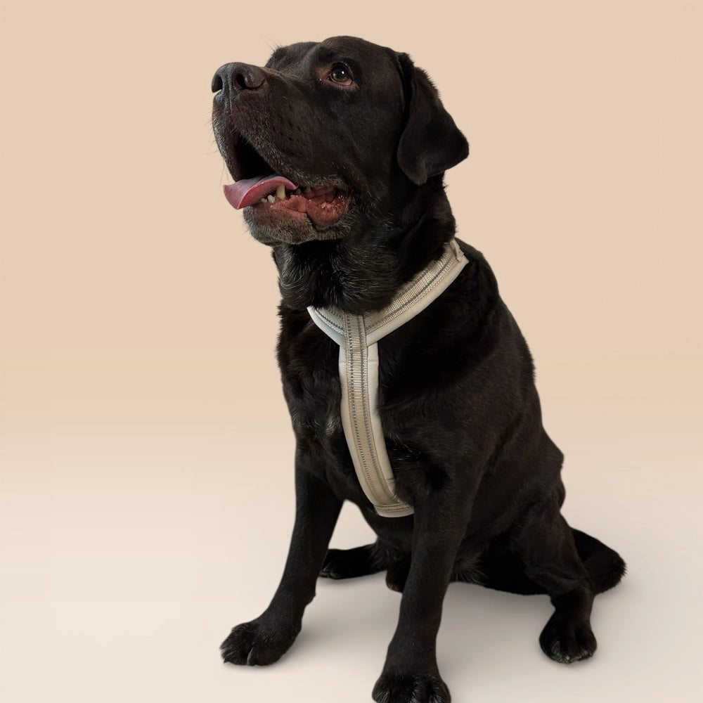 Labrador mit beigem gepolstertem Geschirr