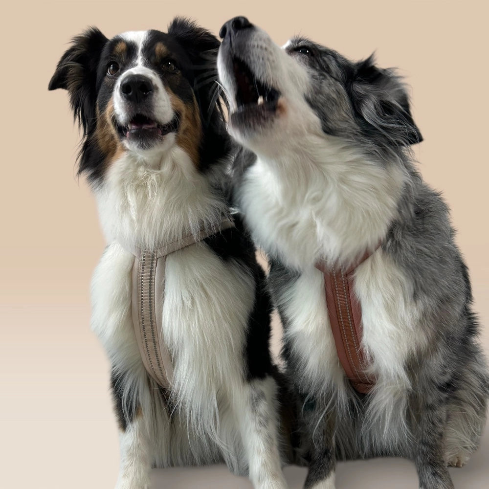 Zwei Hunde mit beigen Geschirren