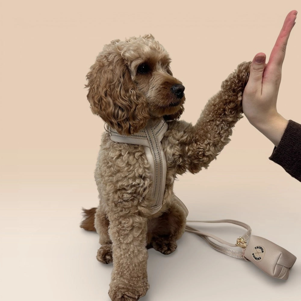 Hund mit beigem Geschirr und passender Leine