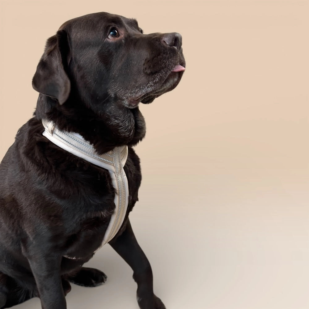 Schwarzer Hund mit beigem gepolstertem Geschirr