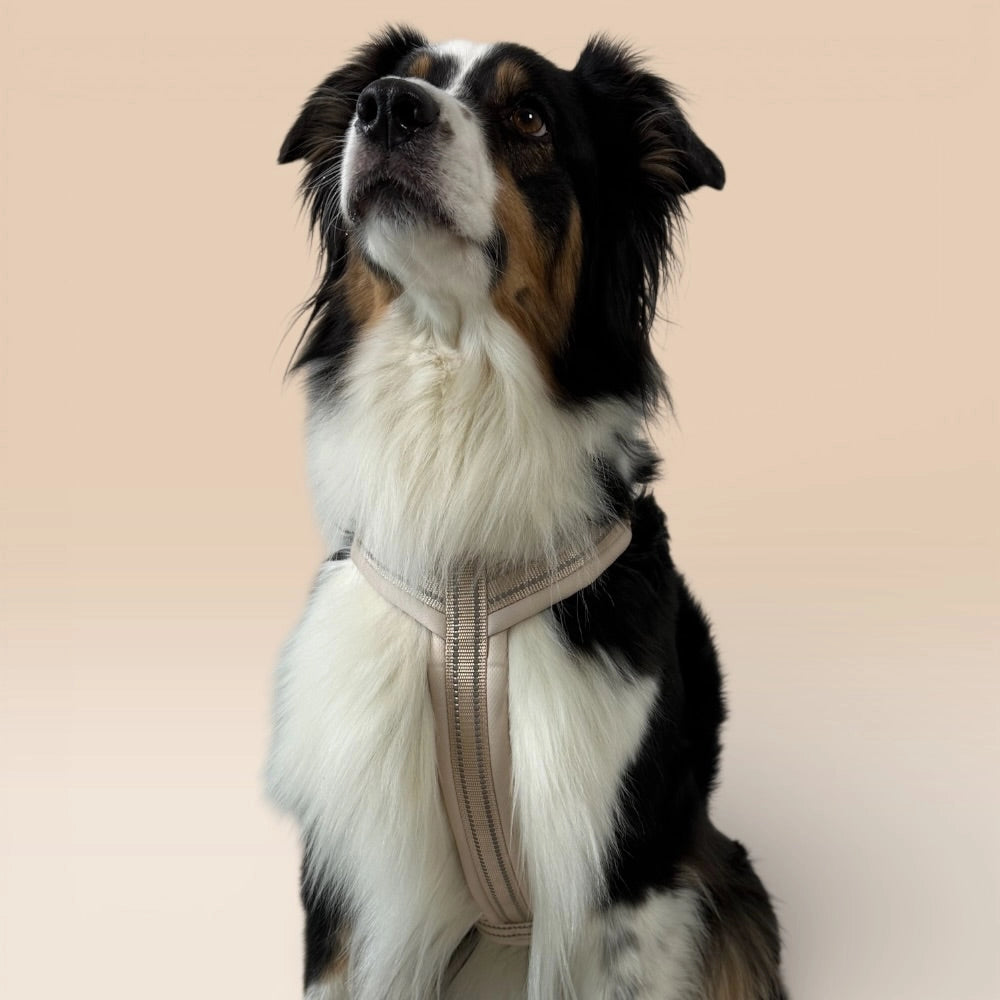 Border Collie mit beigem Y-Geschirr