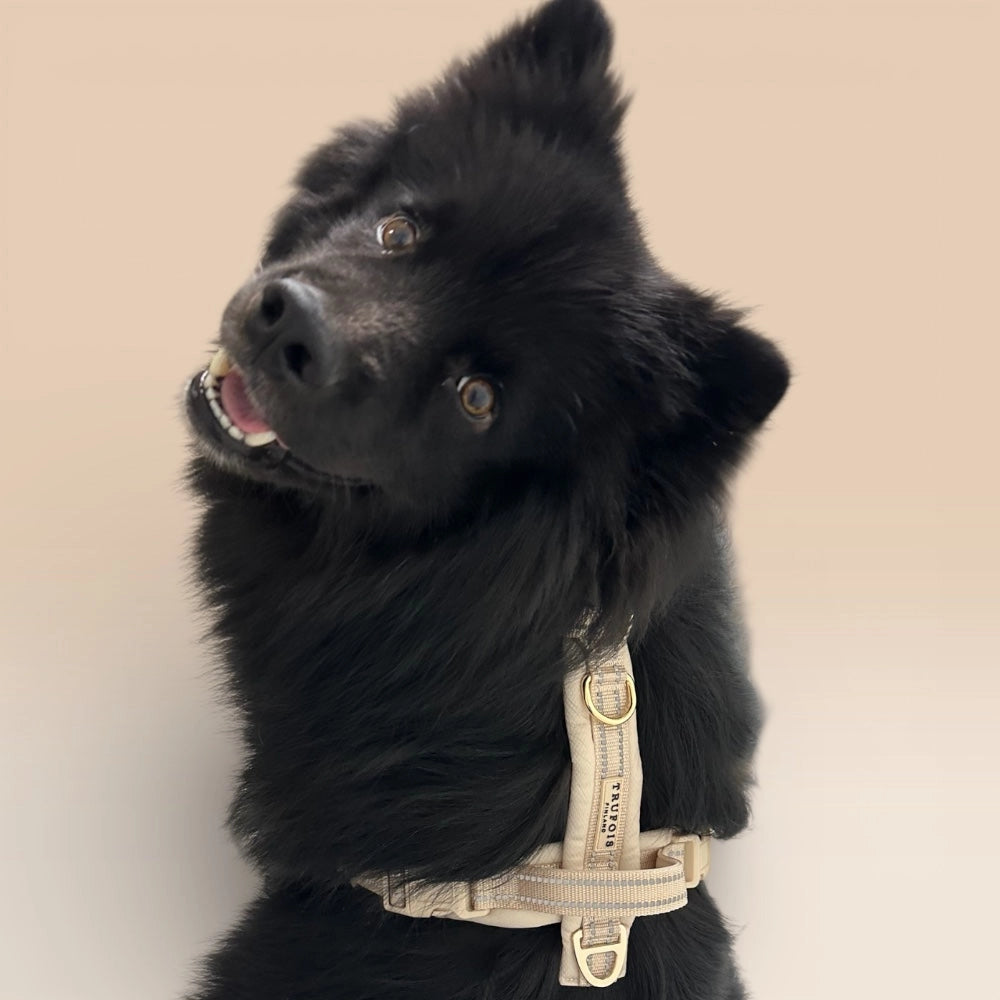Kleiner schwarzer Hund mit beigem Geschirr
