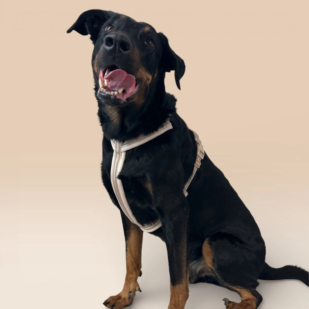 Schwarzer Hund mit gepolstertem Geschirr seitlich