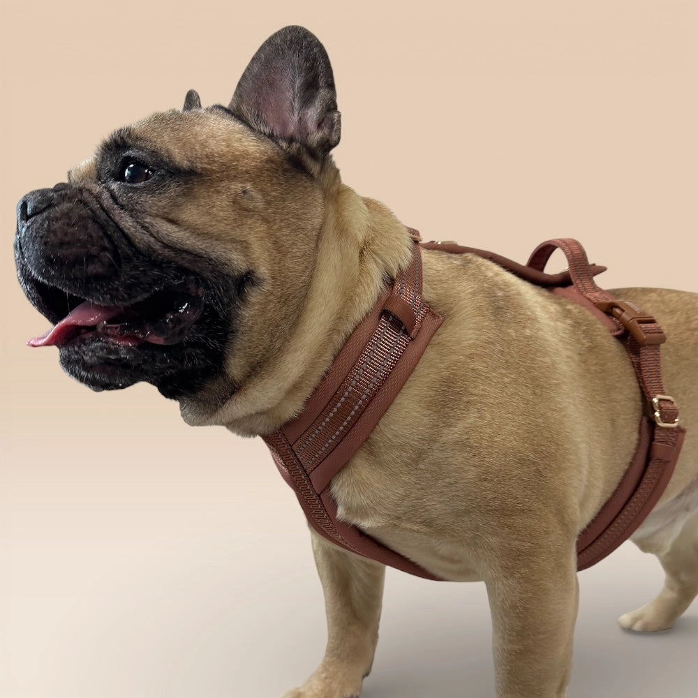 Französische Bulldogge mit braunem Geschirr