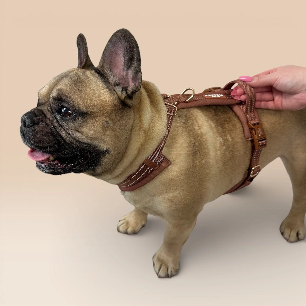 Hund mit braunem Geschirr und Rückengriff