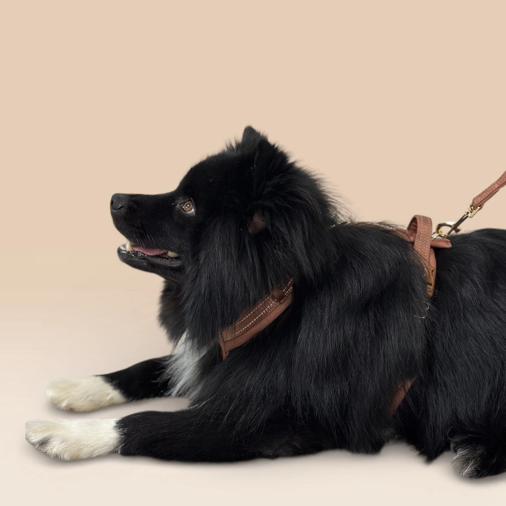 Schwarzer Hund mit braunem Geschirr seitlich