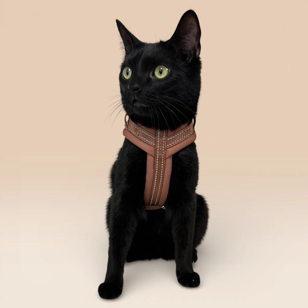 Katze mit braunem Y-Geschirr
