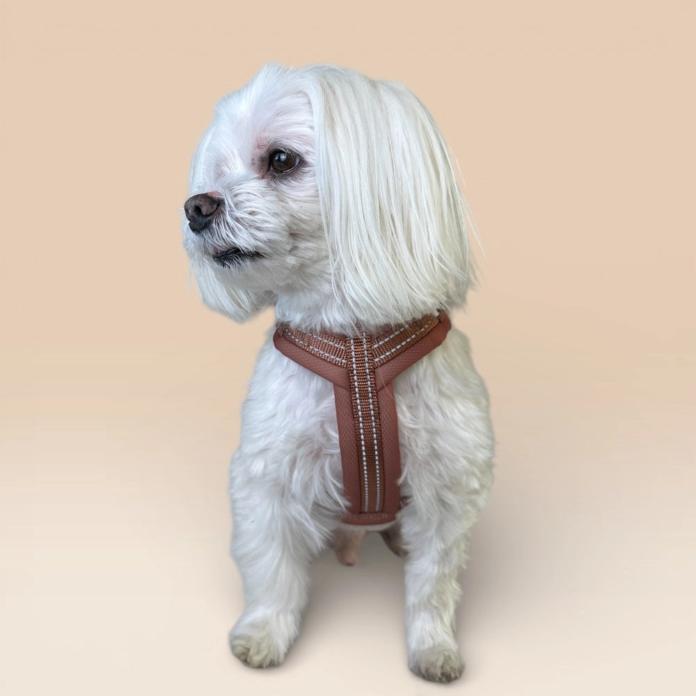 Weißer Hund mit braunem Y-Geschirr
