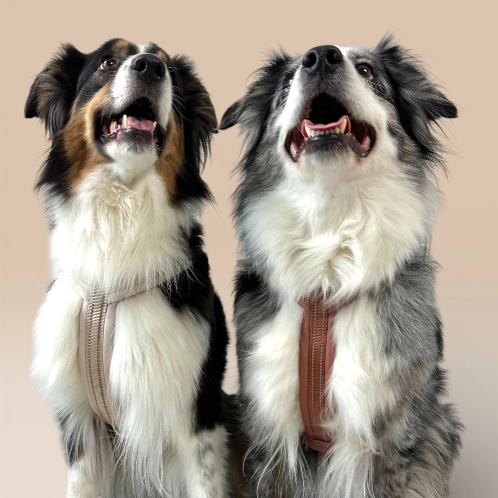 Zwei Hunde mit beigem und braunem Y-Geschirr
