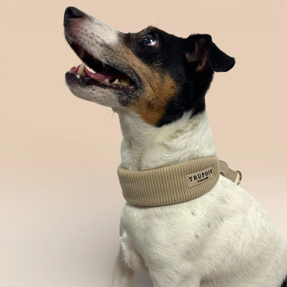 Kleiner Hund mit breitem Halsband Latte Beige Nahaufnahme