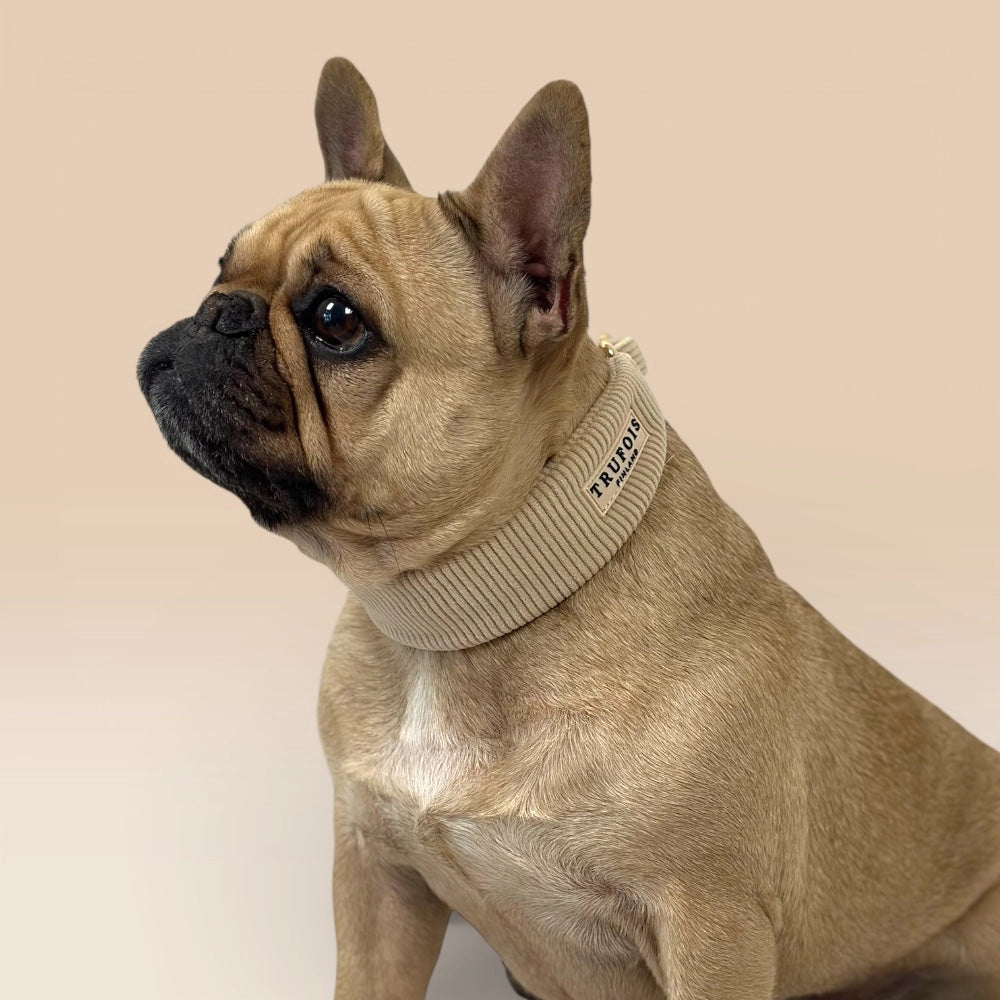 Französische Bulldogge mit breitem Halsband Latte Beige