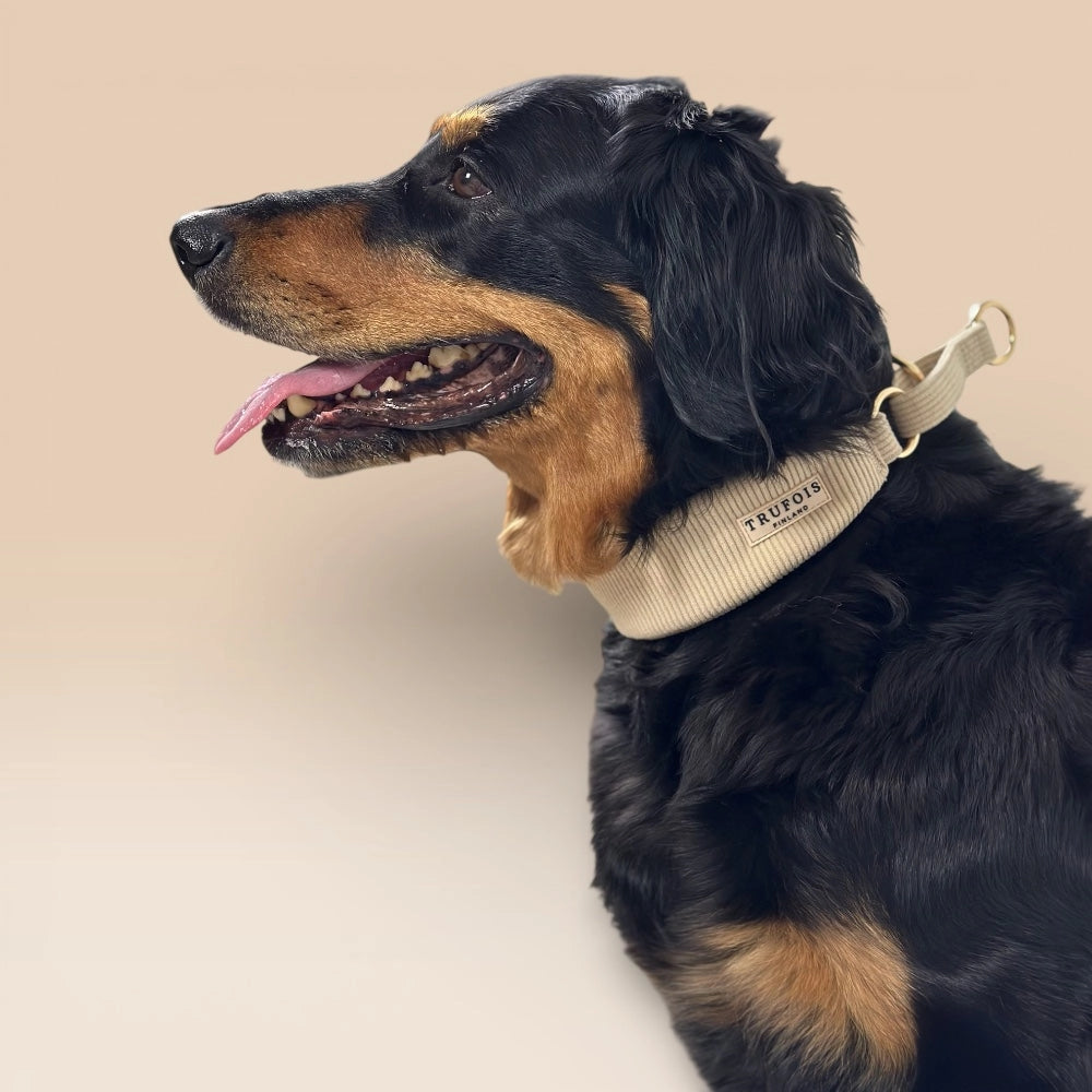 Hund mit breitem Cord-Halsband Latte Beige seitlich