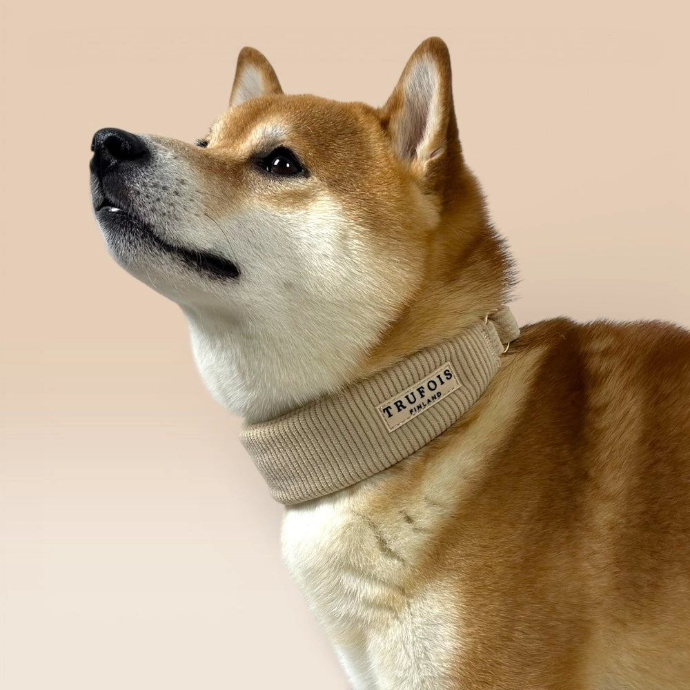 Shiba Inu mit breitem Halsband Latte Beige