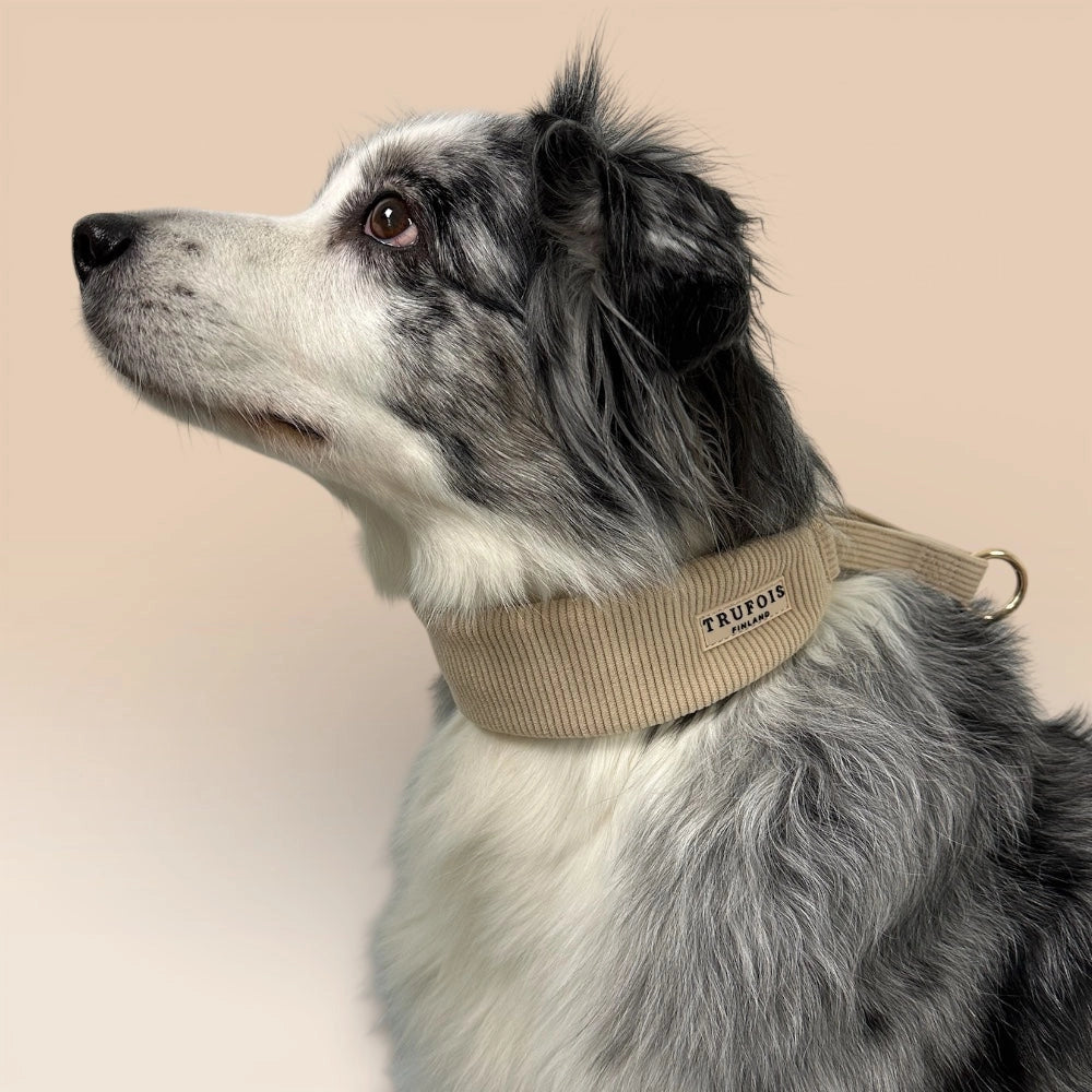 Border Collie mit breitem Martingale-Halsband Latte Beige