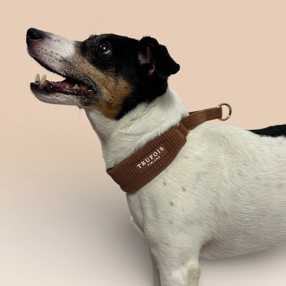 Kleiner Hund mit breitem Martingale-Halsband Macchiato-Braun