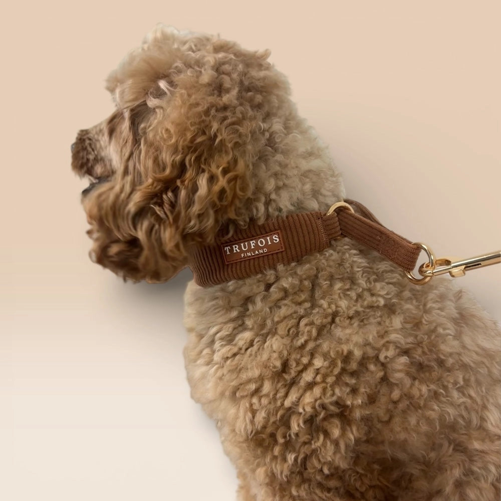 Hund mit Macchiato-Braun Halsband und Leine seitlich