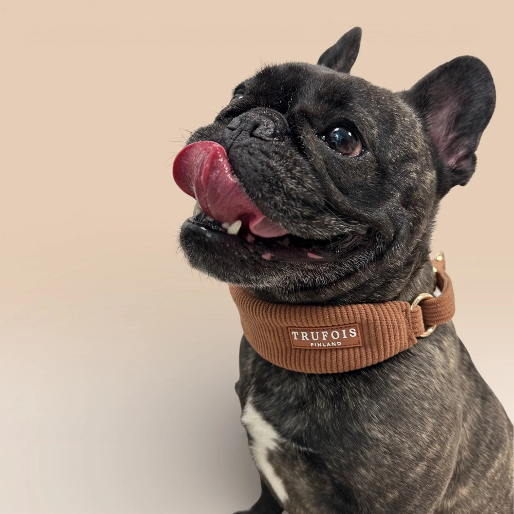 Französische Bulldogge mit breitem Halsband Macchiato-Braun