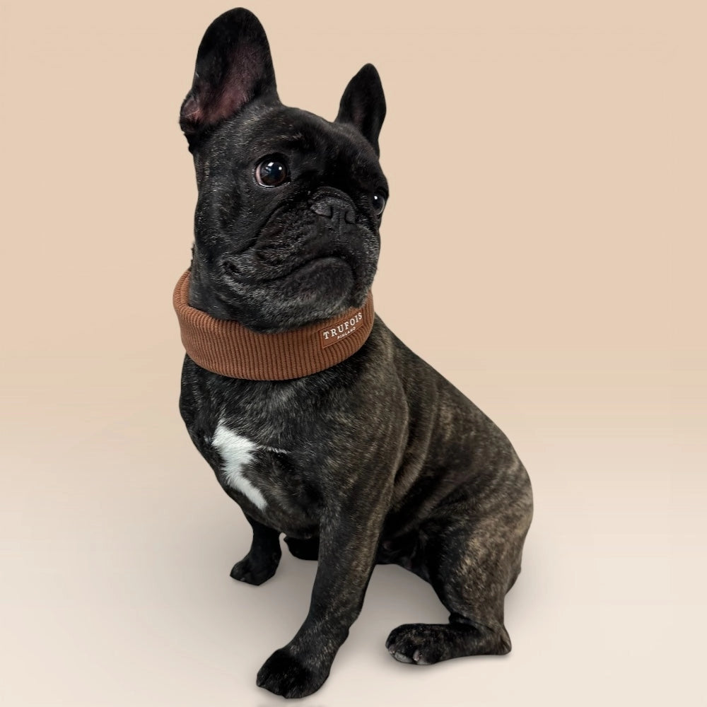 Hund sitzend mit breitem Halsband Macchiato-Braun