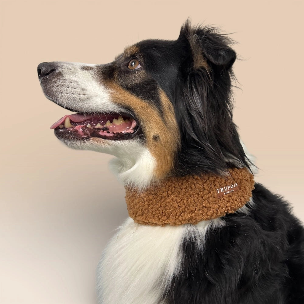 Hund mit breitem Teddy-Halsband Schokolade
