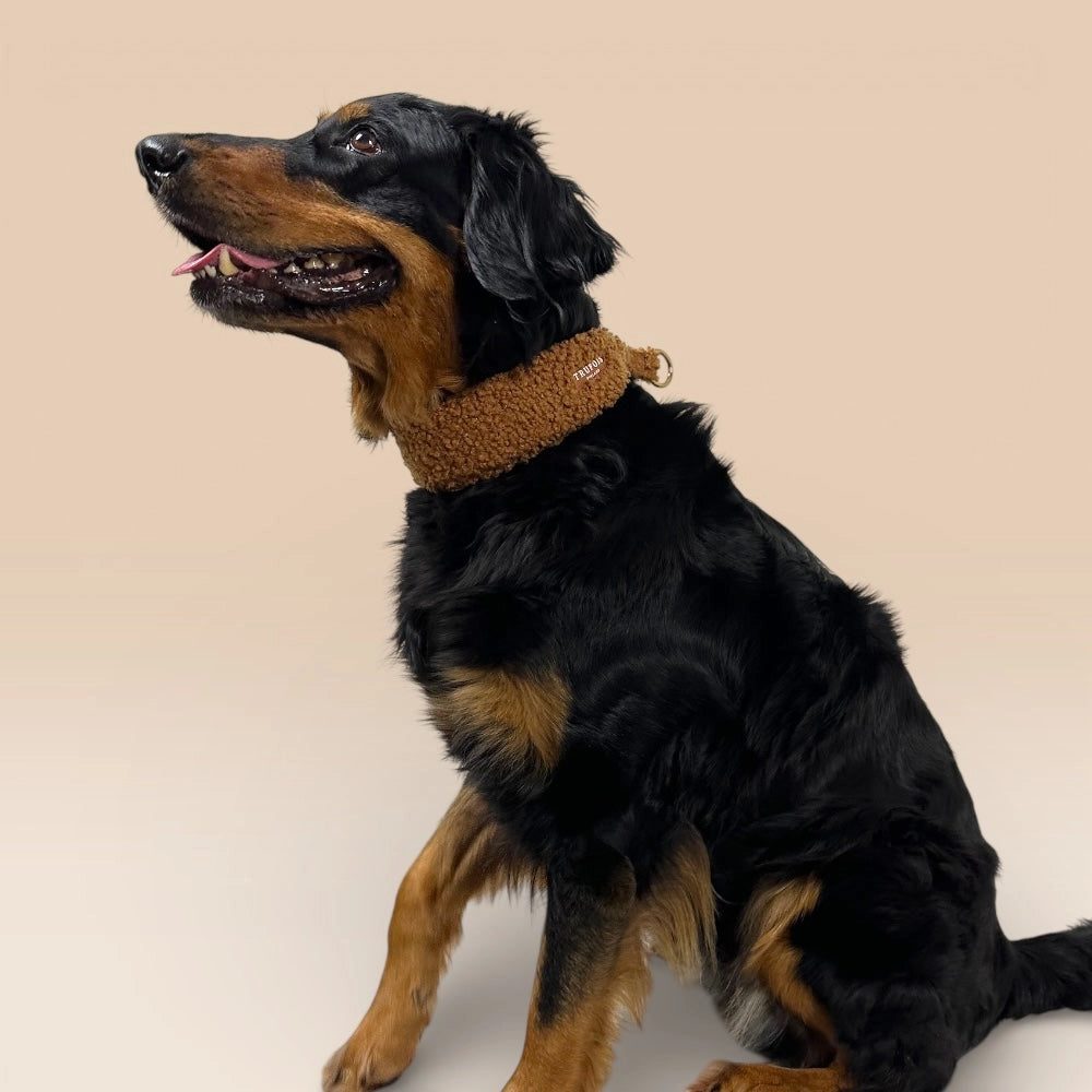 Schwarzer Hund mit breitem Halsband Schokolade