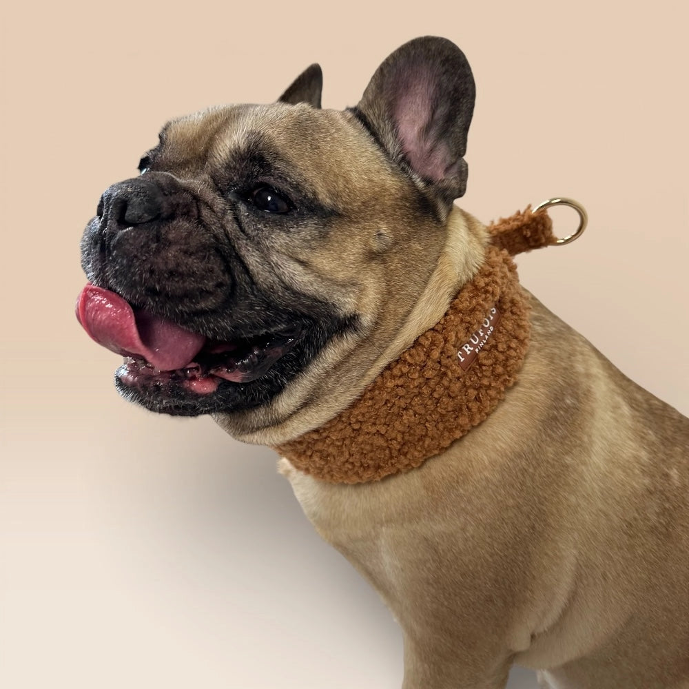 Französische Bulldogge mit Teddy-Halsband Schokolade