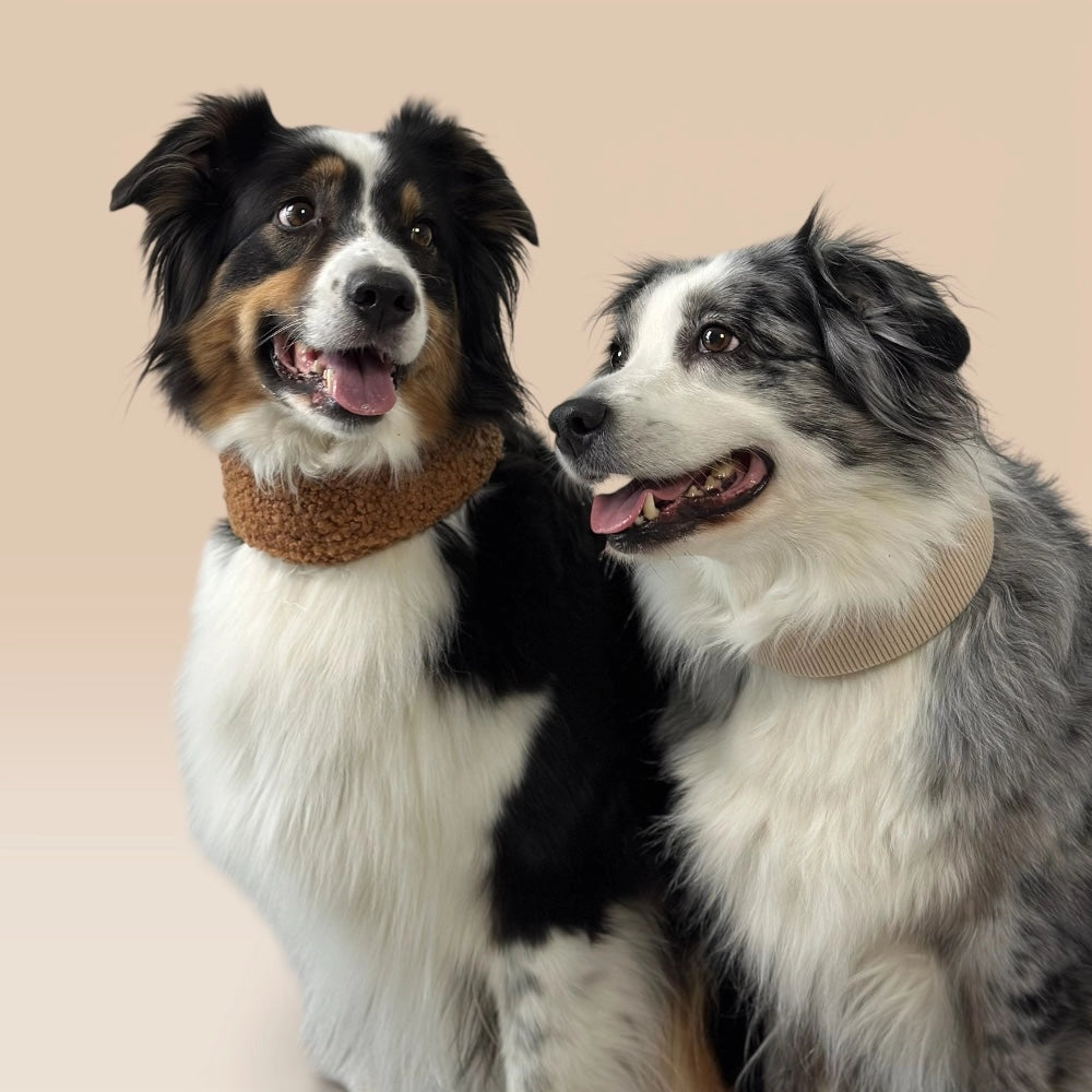 Zwei Hunde mit breiten Halsbändern Schokolade und Latte Beige