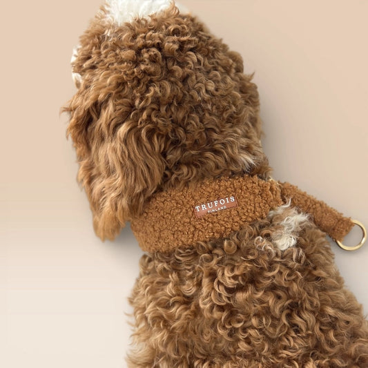 Hund von hinten mit breitem Teddy-Halsband Schokolade