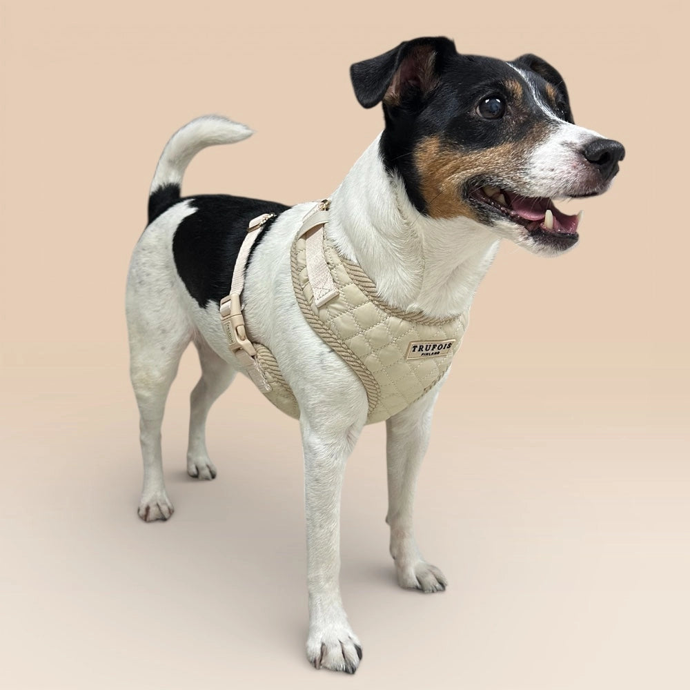 Hund stehend mit Lite-Geschirr Latte Beige