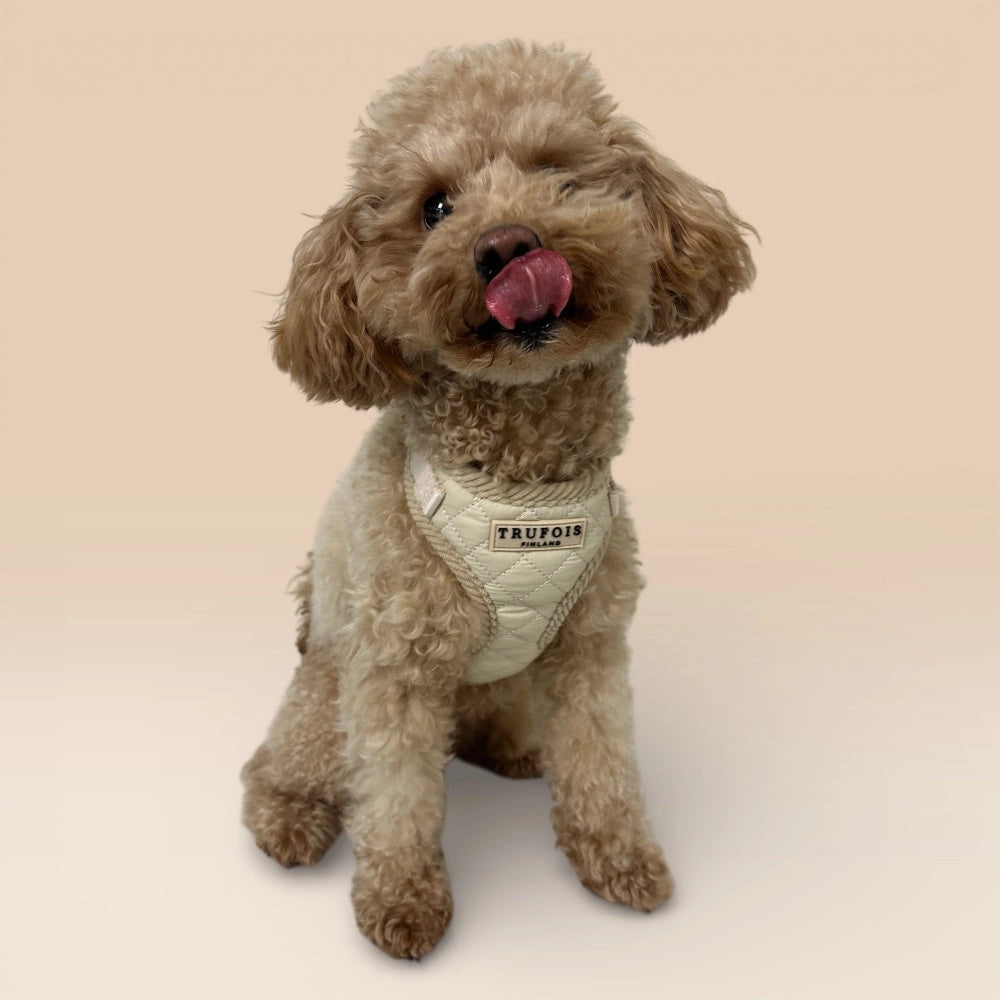 Kleiner Hund mit Lite-Geschirr Latte Beige