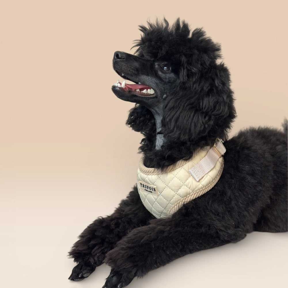 Schwarzer Hund liegend mit Lite-Geschirr Latte Beige