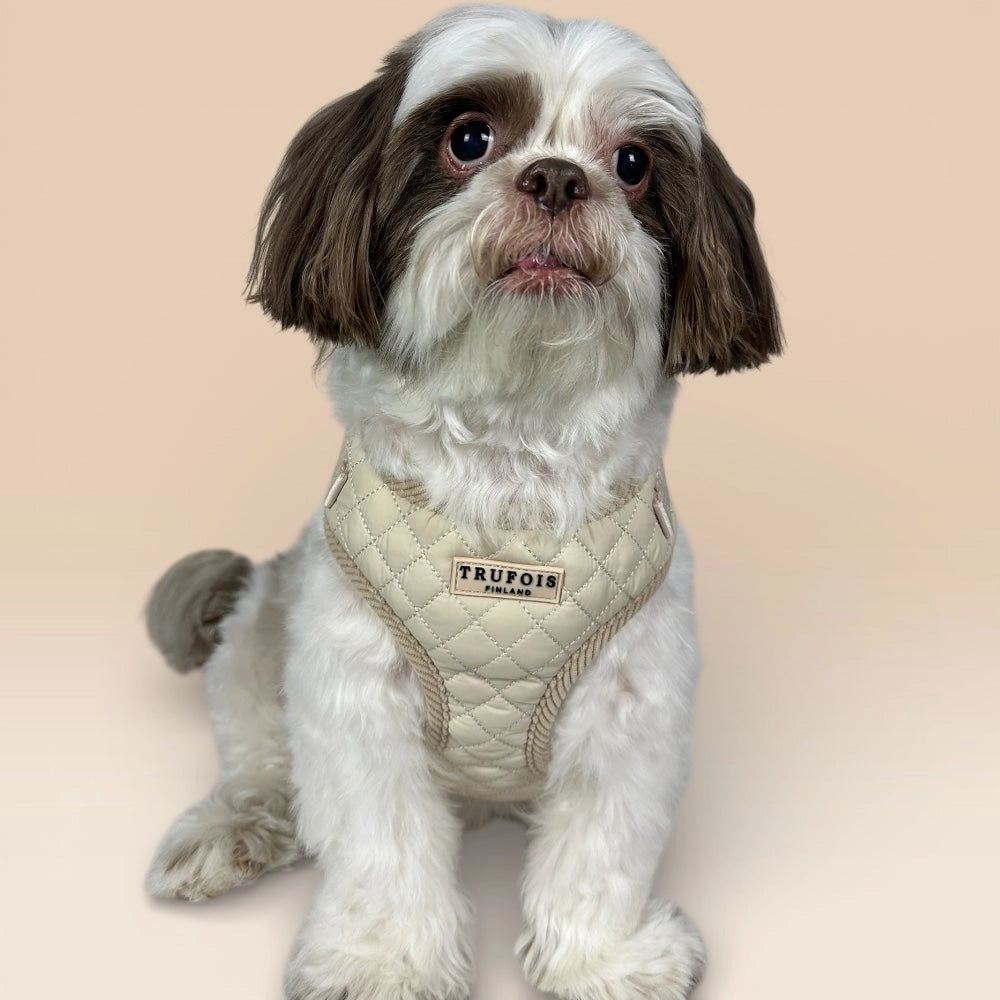 Kleiner weisser Hund mit Lite-Geschirr Latte Beige