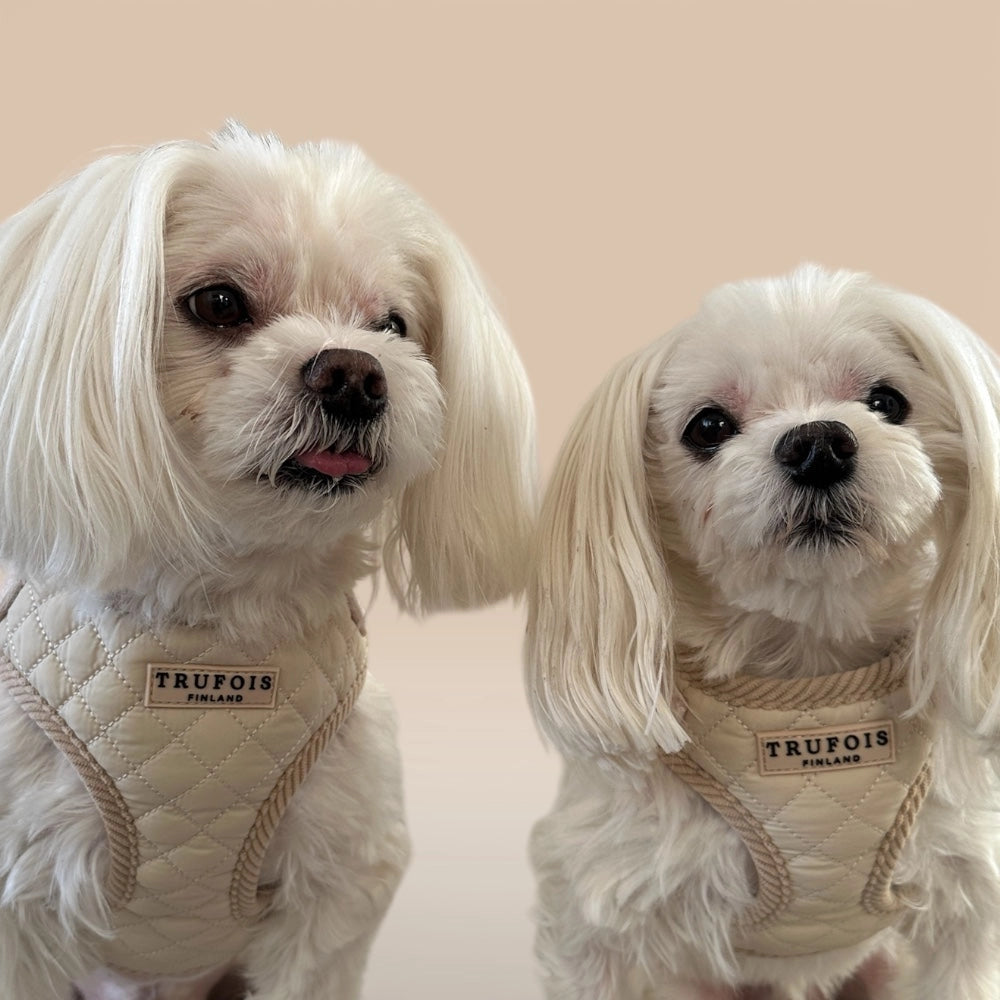 Zwei kleine Hunde mit Lite-Geschirr Latte Beige