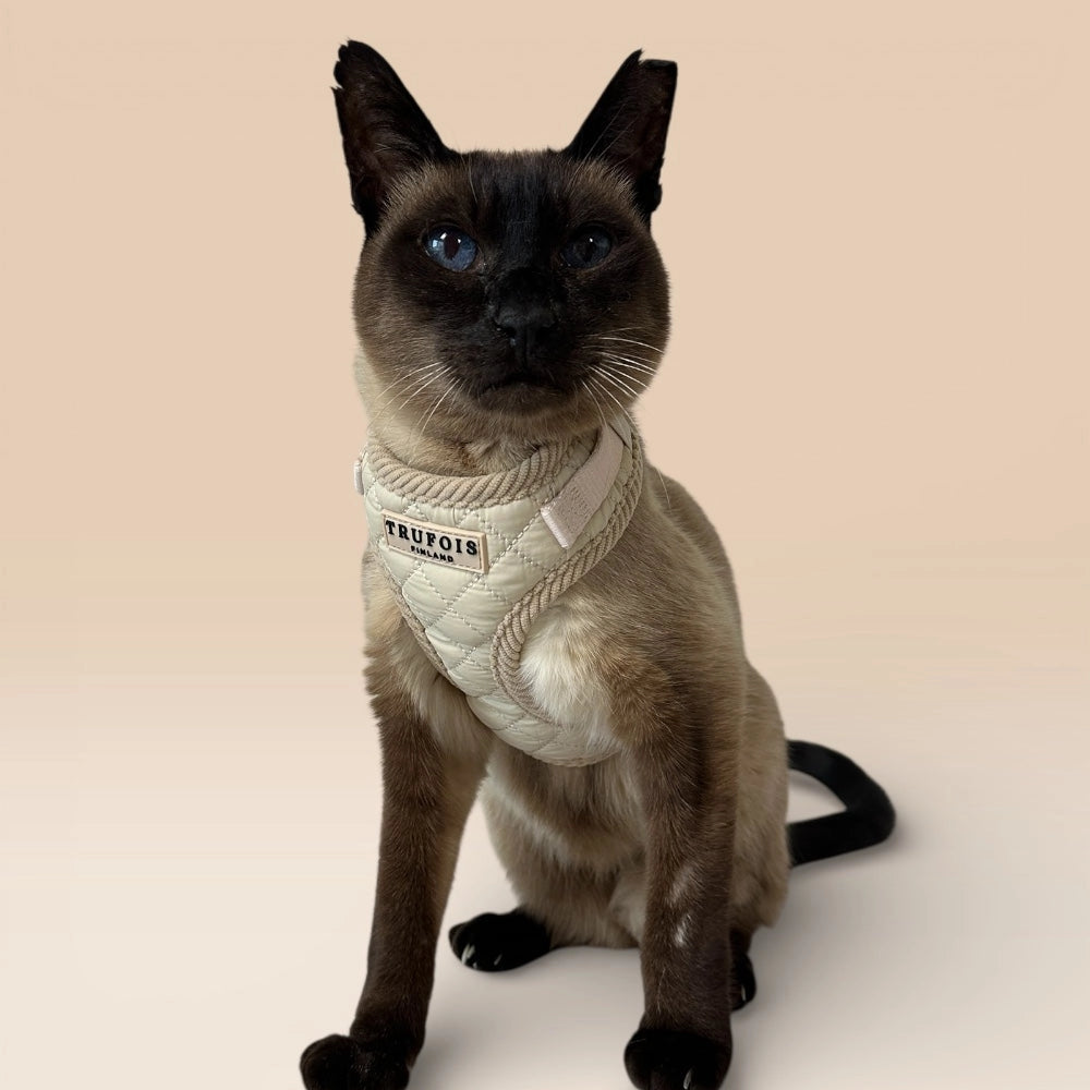 Katze sitzend mit Lite-Geschirr Latte Beige