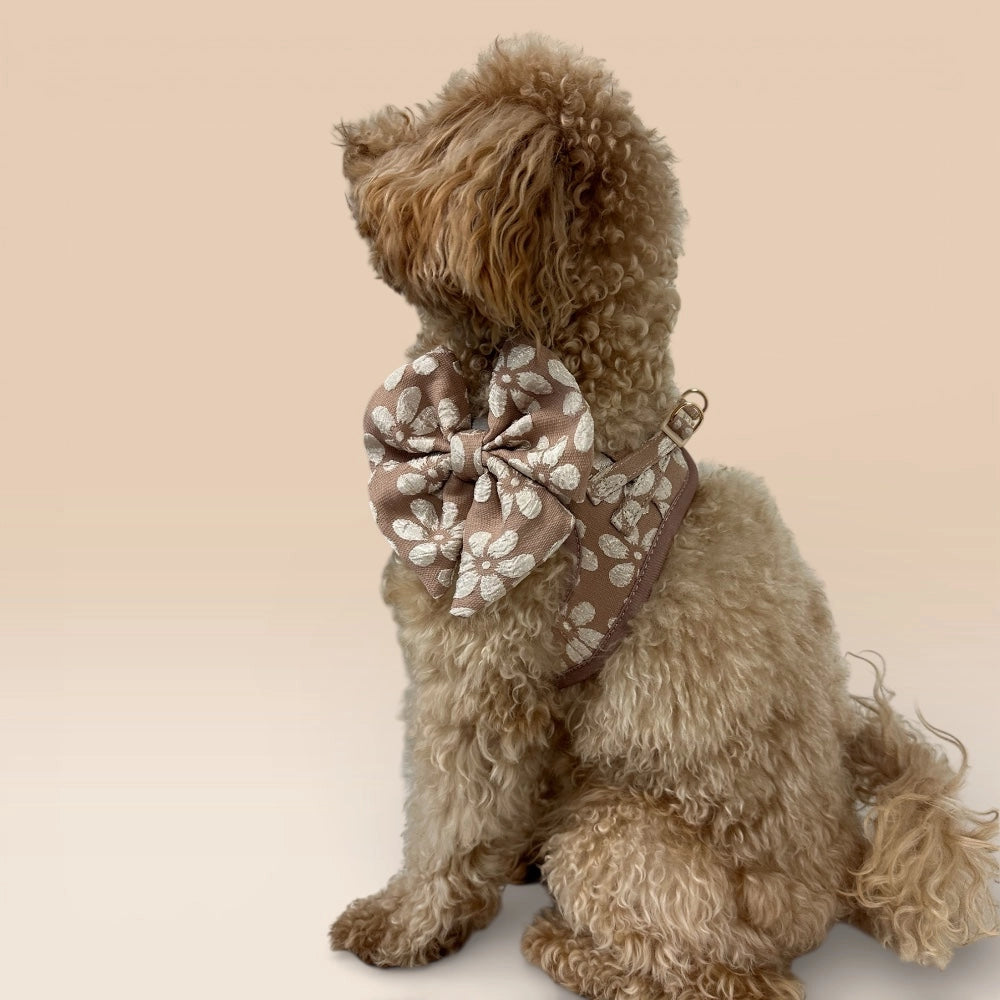 Hund mit Step-In-Geschirr Chai und Schleife