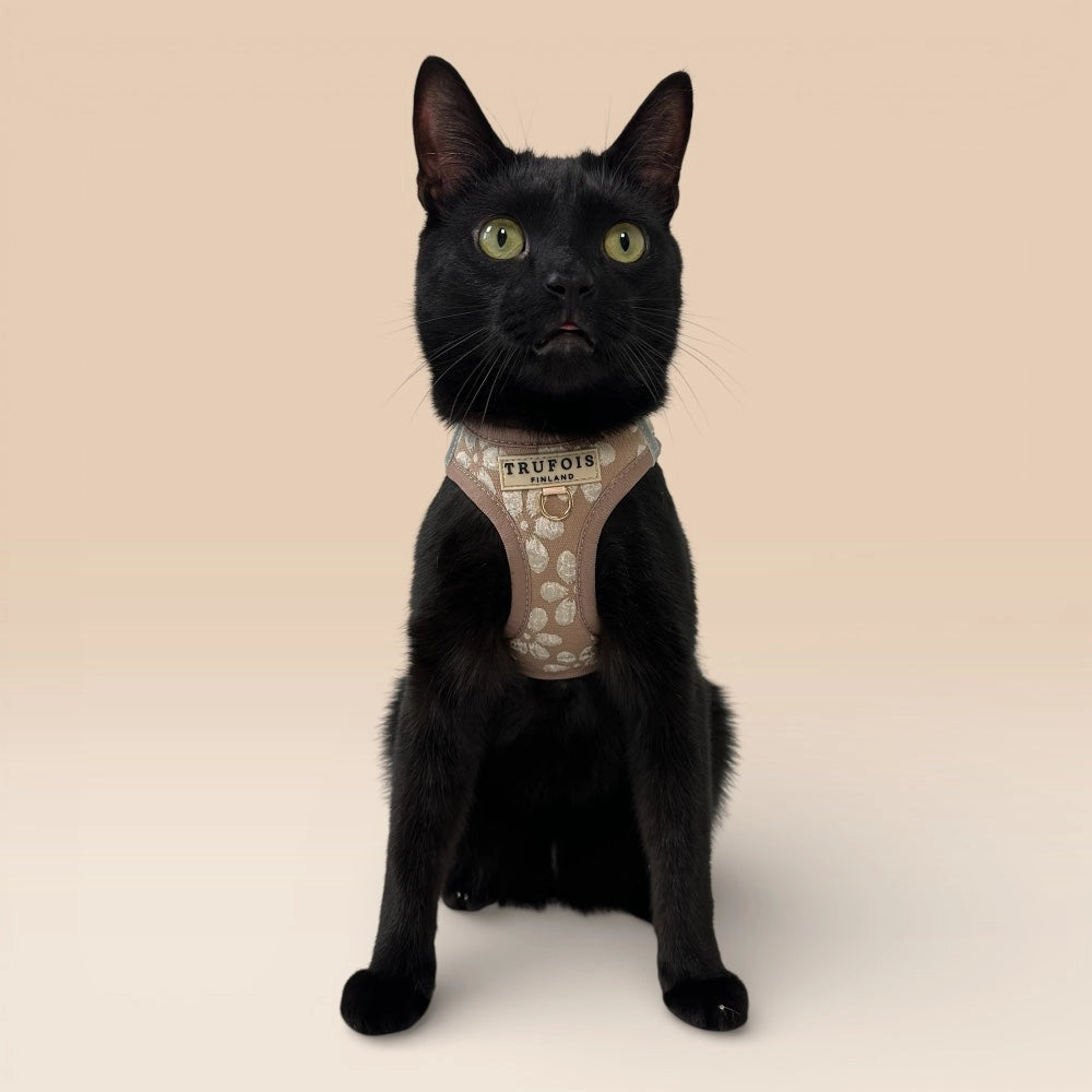 Schwarze Katze frontal mit Step-In-Geschirr Chai