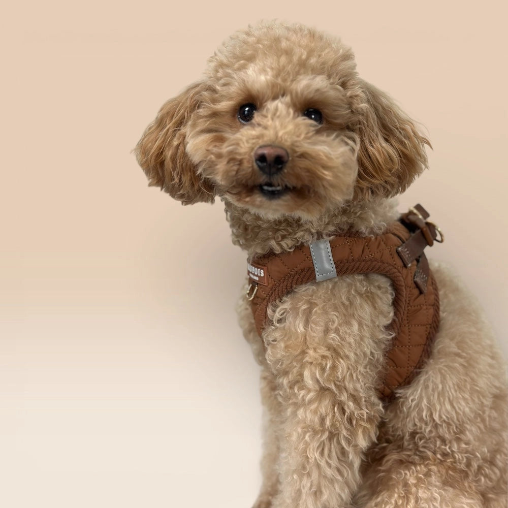 Kleiner Hund mit Step-In-Geschirr Macchiato Braun